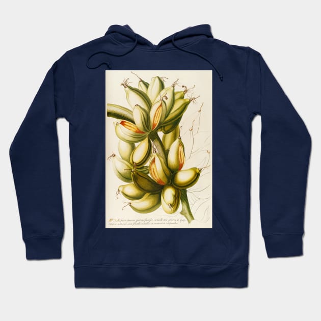 Banana - Musa fruit - Botanical Illustration Hoodie by chimakingthings